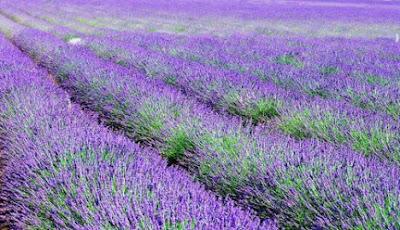 La Moltiplicazione della Lavanda