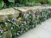 Cymbalaria muralis... adoro!!