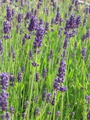 In giardino, la Molltiplicazione per Talea della Lavanda