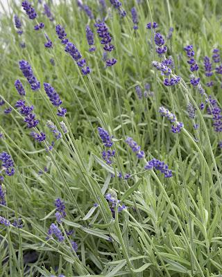 In giardino, la Molltiplicazione per Talea della Lavanda