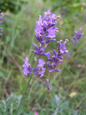 In giardino, la Molltiplicazione per Talea della Lavanda