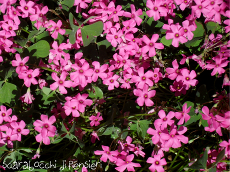 click di primavera #2