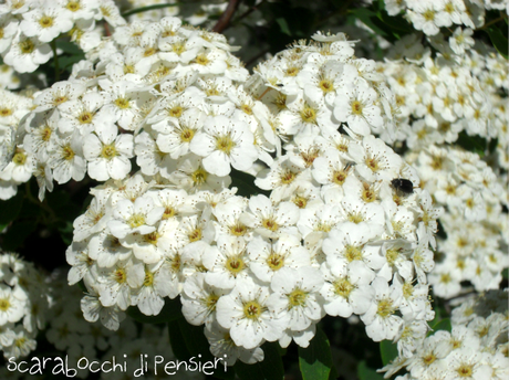 click di primavera #2