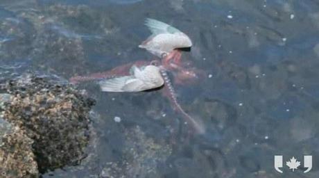 The end: The seagull has been drowned by the octopus and the water lies still around the dead bird