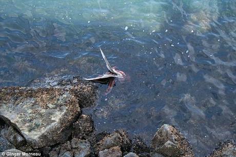 Deadly tussle: The seagull is fighting for survival after its head was grabbed by the Pacific octopus off the coast of Victoria, Canada