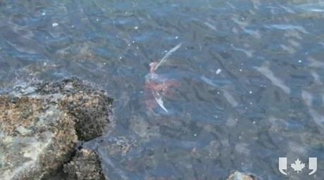 Watery grave: The octopus pulls his prey under the water after winning its unlikely struggle against the seagull