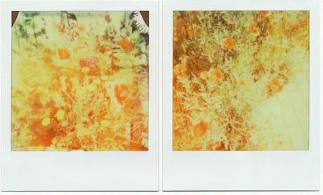 Friday I'm in love with...Polaroid! - WEEK 35/52