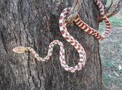 Topi avvelenati uccidere serpenti Guam
