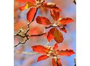 Colori d’Autunno: Enkianthus campanulatus.