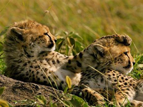 Le migliori foto di National Geographic Society, Luglio 2010.