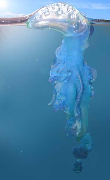 La Physalia ha l'aspetto di una medusa, ma in realtà è una colonia di organismi. con tentacoli che arrivano a dieci metri.