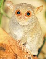 Pygmy Tarsier: riscoperto in Indonesia un primate di cui si erano perse le tracce più di ottant'anni fa.
