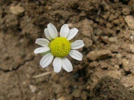 PIANTARE A SETTEMBRE PER PROLUNGARE L'ESTATE