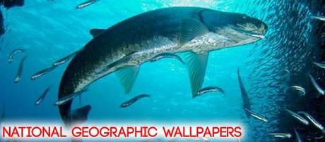 8 wallpaper dal National Geographic con tema il mare