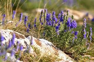 L’Issopo (Hyssopus officinalis L. ) del Salento leccese