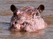 Foto giorno settembre 2010 l'ippopotamo rosa