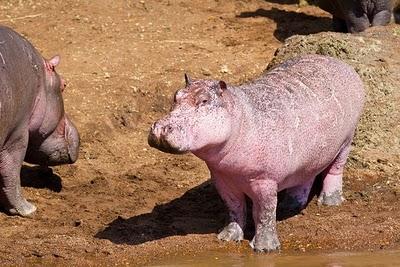 FOTO DEL GIORNO 30 SETTEMBRE 2010 : L'IPPOPOTAMO ROSA