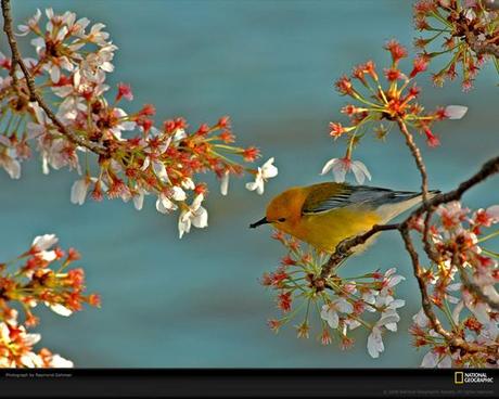 Warbler Amid Cherry Blossoms