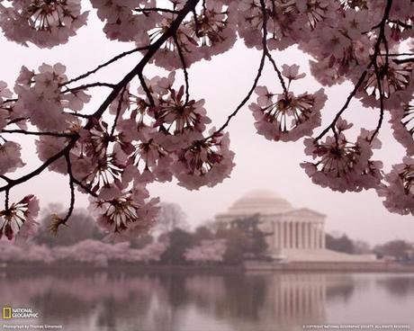 Cherry Blossoms and Jefferson Memorial