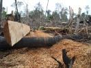 Deforestazione Indonesia: paga global ripulirsi panni sporchi