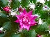 Fiori cactus...