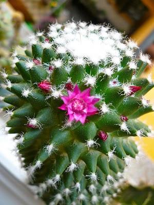 Fiori di cactus...