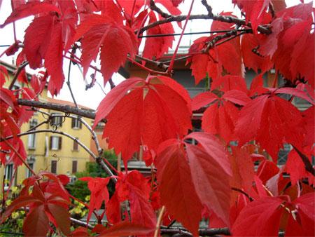 L'autunno fuori dalla finestra