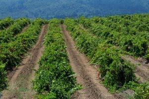 TRA I VIGNETI CALIFORNIANI