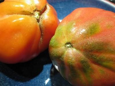 Gnocchi alla romana di miglio, pomodoro e rucola