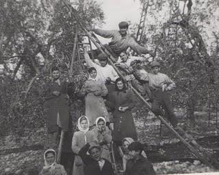 La raccolta delle olive