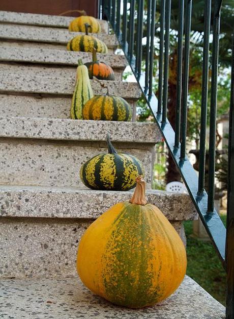 Zucche ornamentali / Ornamental Gourds