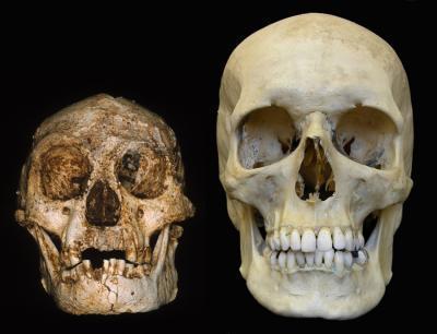 Riaperto dibattito sull' Homo floresiensis: 