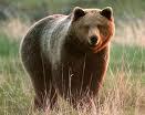 Emergenza parchi: 4 orsi marsicani uccisi da settembre 2007