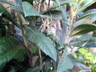 Il pasto di un Areneus diadematus