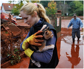 Ungheria: fango e veleno anche per gli animali