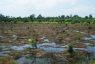 Foreste torbiere dell'Indonesia: la APP ammette di minacciare il clima globale