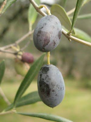 Olio Extravergine di Oliva del Garda Bresciano DOP