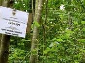 immagini folto bosco