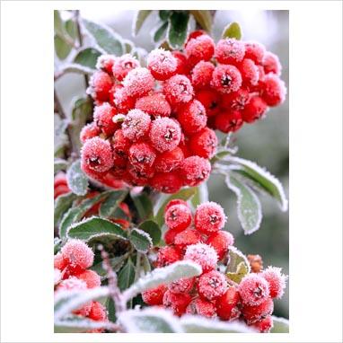 Giardino d’autunno e d’inverno: la pyracantha.