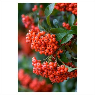 Giardino d’autunno e d’inverno: la pyracantha.