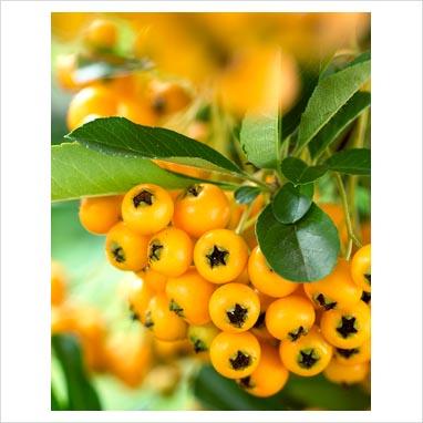 Giardino d’autunno e d’inverno: la pyracantha.