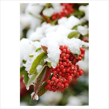 Giardino d’autunno e d’inverno: la pyracantha.