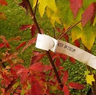 I colori dell'autunno _orticolario 2010