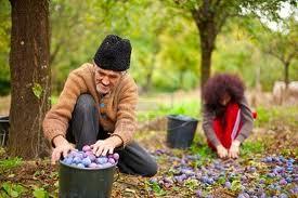 L'uomo che piantava gli alberi, al parco