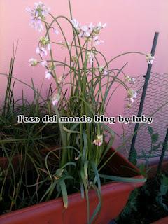 AGLIO ORSINO,ORTO SUL BALCONE