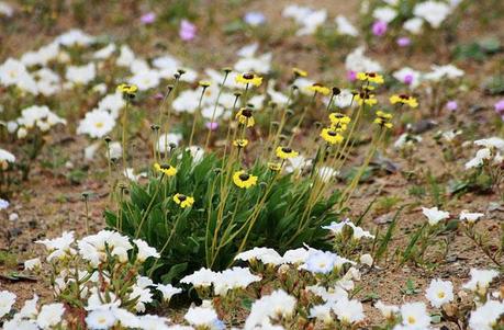 Il deserto di Atacama in fiore