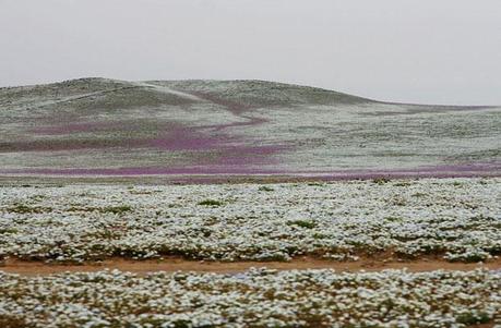 Il deserto di Atacama in fiore