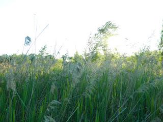 Ancora natura, ancora foto...