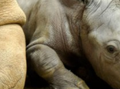 Avazz: suono rompe silenzio