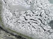 nuovo virus ibrido DNA-RNA